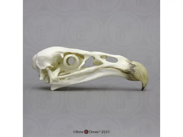 Californische Condor Schedelmodel
