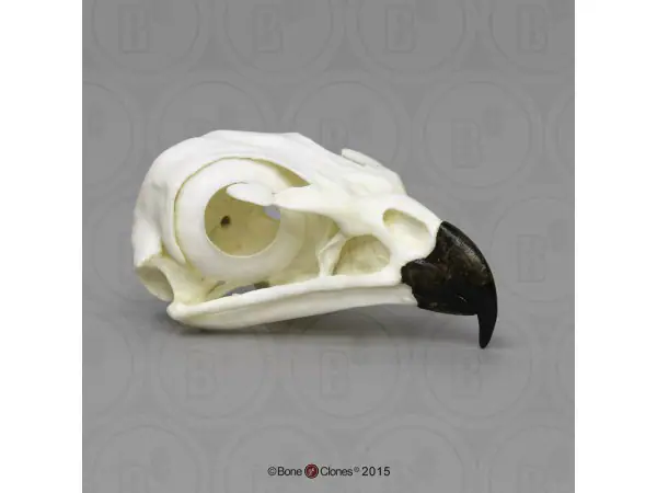 Roodstaartbuizerd Schedelmodel
