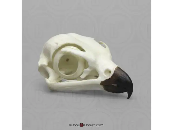Slechtvalk Schedelmodel