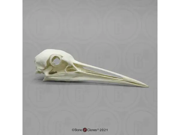Canadese Kraanvogel Schedelmodel