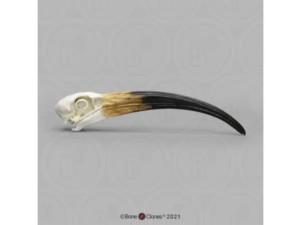 Heilige Ibis Schedelmodel