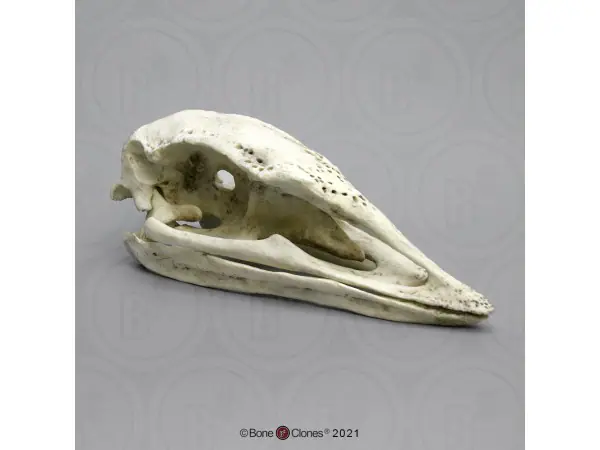Olifantsvogel Schedelmodel