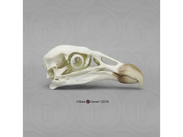 Andescondor Schedelmodel