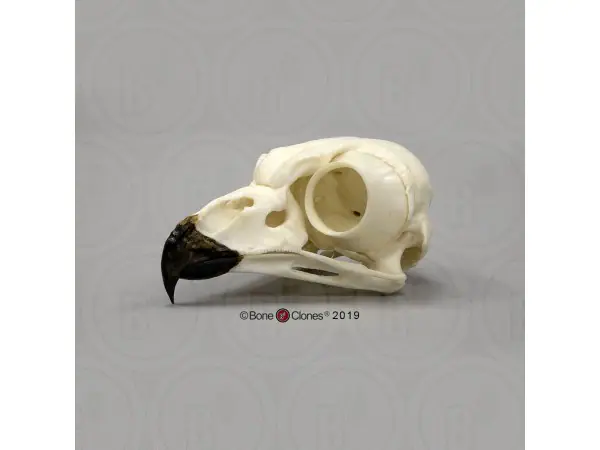 Sneeuwuil Schedelmodel