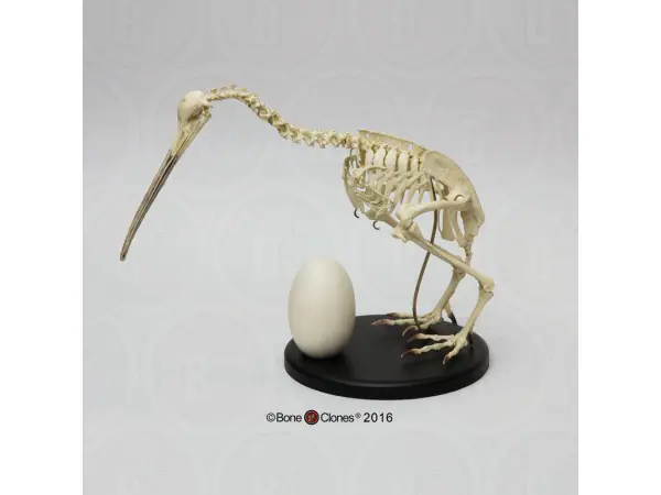 Kiwi Skelet met Ei