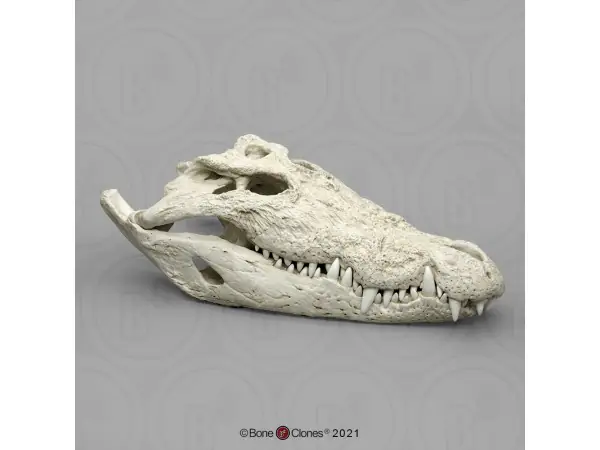 Zeekrokodil Schedelmodel