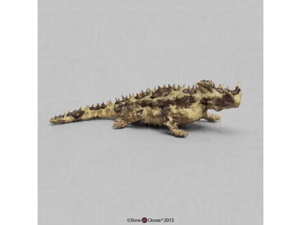 Bergduivel Model
