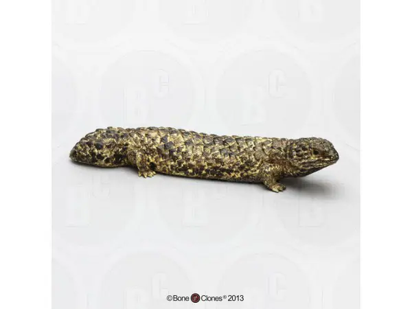 Pijnappelskink Model