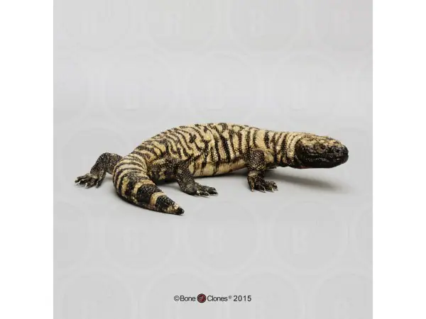 Gilamonster Model