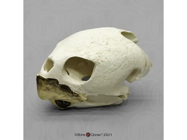 Onechte Karetschildpad Schedelmodel