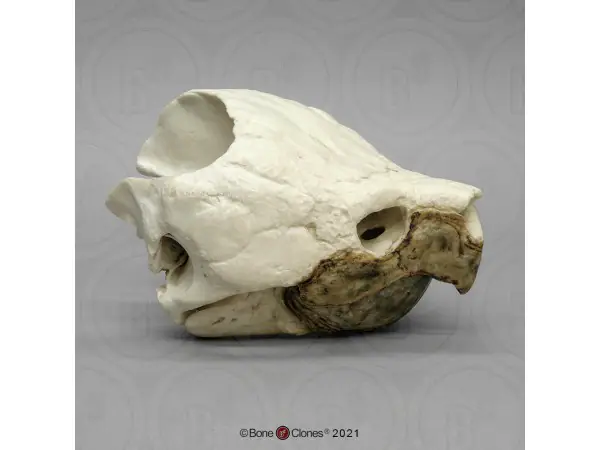 Alligatorschildpad Schedelmodel