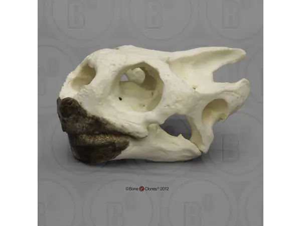 Galapagosreuzenschildpad Schedelmodel