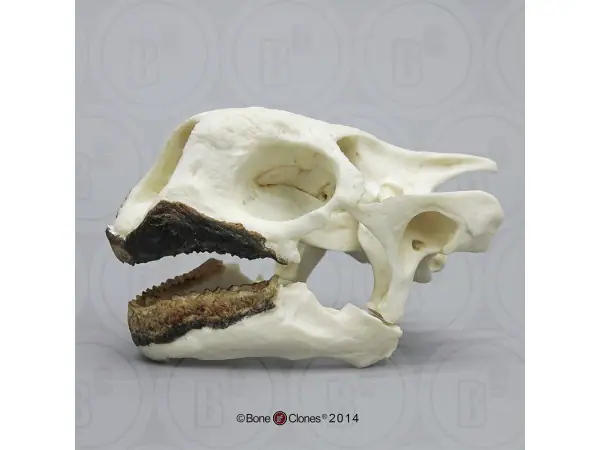 Seychellenreuzenschildpad Schedelmodel