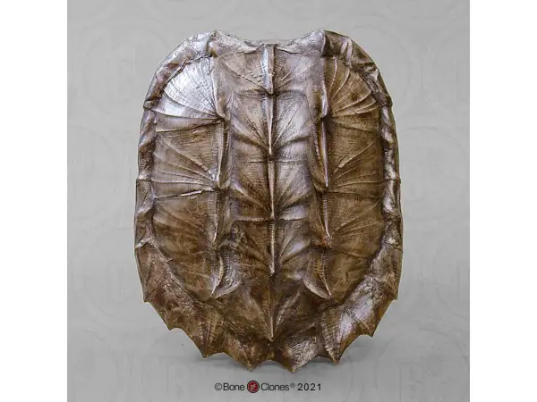 Alligatorschildpad Schild