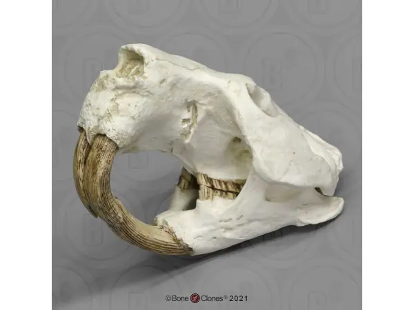 Castoroides Schedelmodel