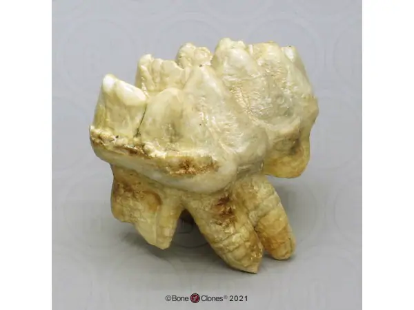 Mastodont Kies