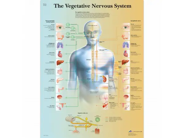 Anatomie Poster Vegetatief Zenuwstelsel, gelamineerd