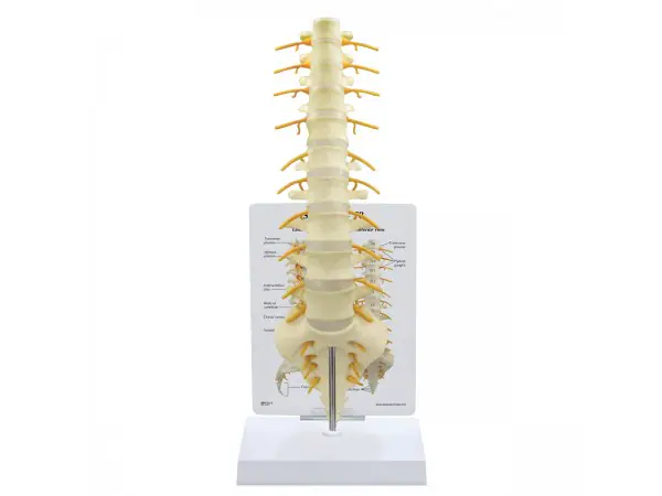 Anatomisch Model Wervelkolom Heiligbeen - T8