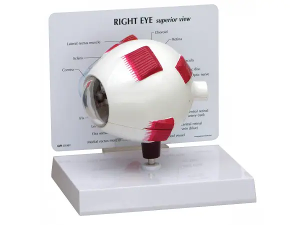 Vergroot Oog Model