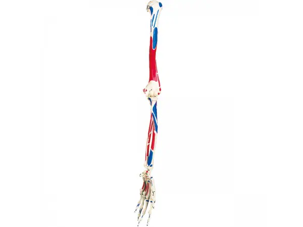 Arm Skelet met Spieraanduiding
