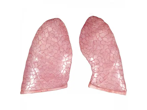 Longen Model