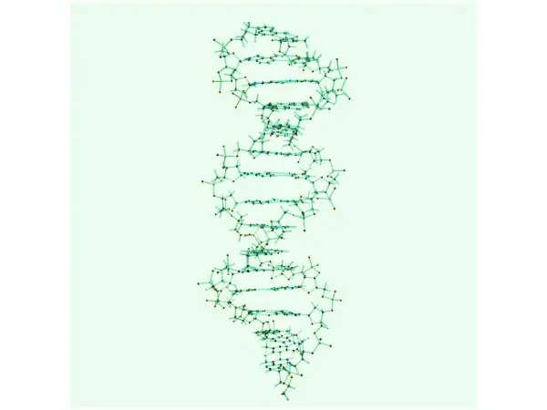DNA Bouwmodel