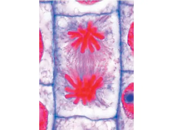 Mitose & Meiose Onderwijspakket