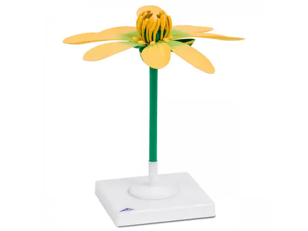 Gewoon Speenkruid Model