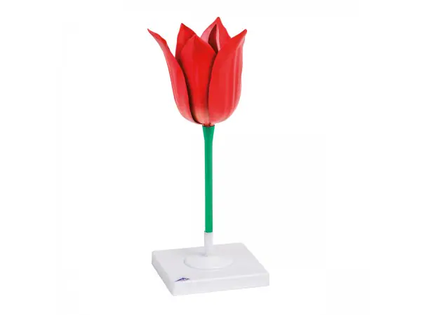 Tulp Model