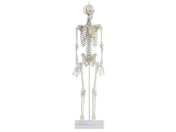 Mini Skelet met Spieraanduiding