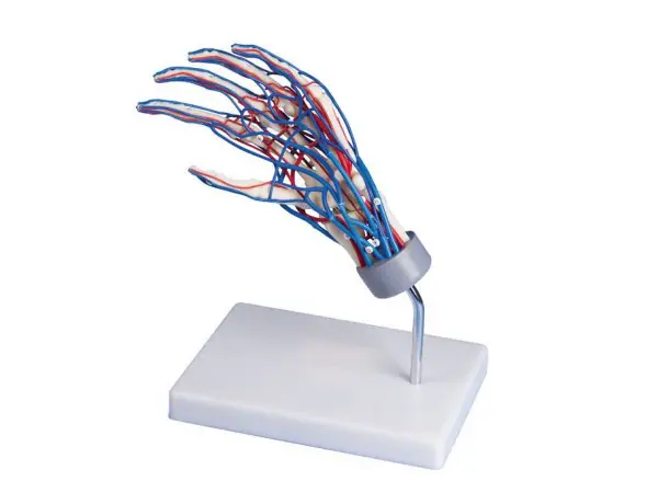 Vasculair Hand Model