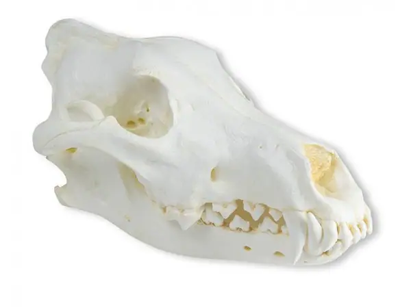 Alaskawolf Schedelmodel