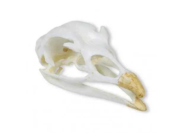 Kalkoen Schedelmodel