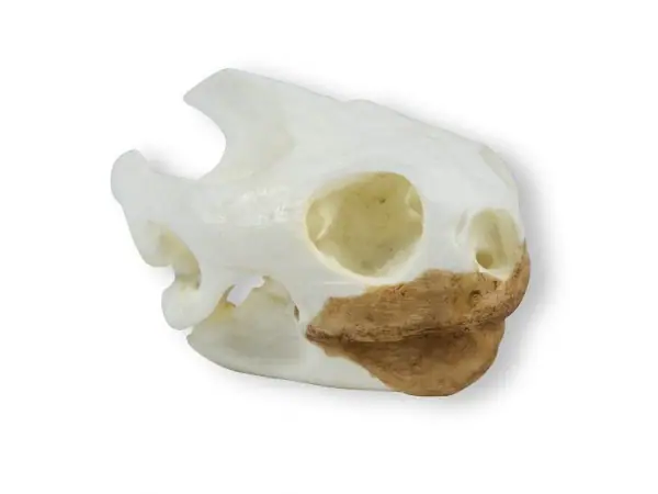 Schildpad Schedelmodel