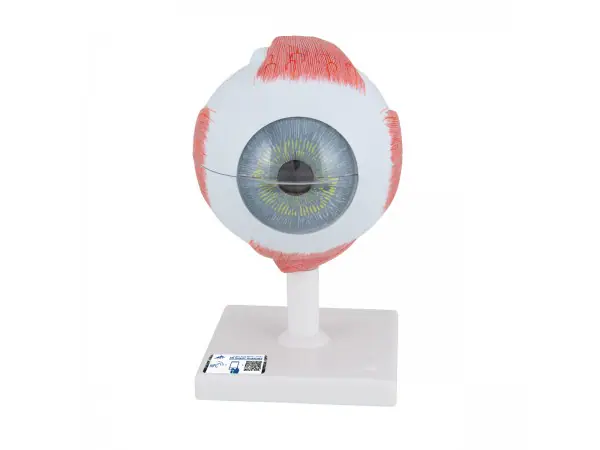 Oog, 5x ware grootte, 6-delig