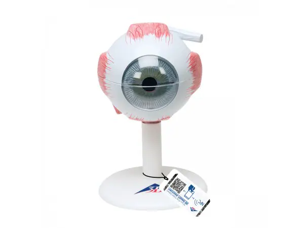 Oog, 3x ware grootte, 6-delig