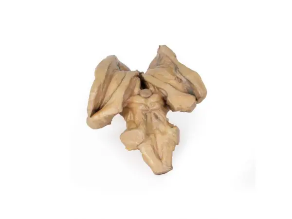 Hersenstam, 3D Print