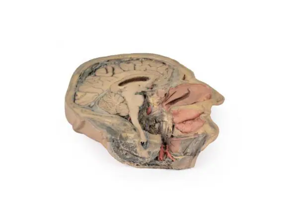 Sagittale Doorsnede Hoofd met diepe dissectie, 3D Print