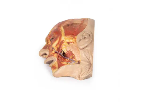 Oppervlakkige Dissectie Gezicht, 3D Print