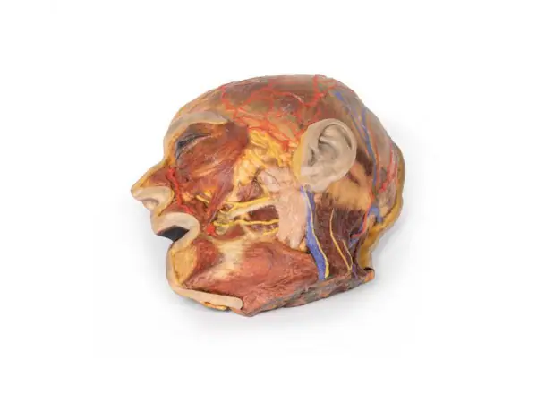 Oppervlakkige Gezichtszenuwen en Oorspeekselklier, 3D Print
