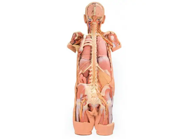 Zenuwstelsel Dissectie (posterieur aanzicht), 3D Print