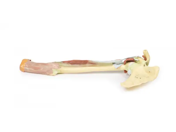 Arm - Biceps, Botten & Ligamenten, 3D Print
