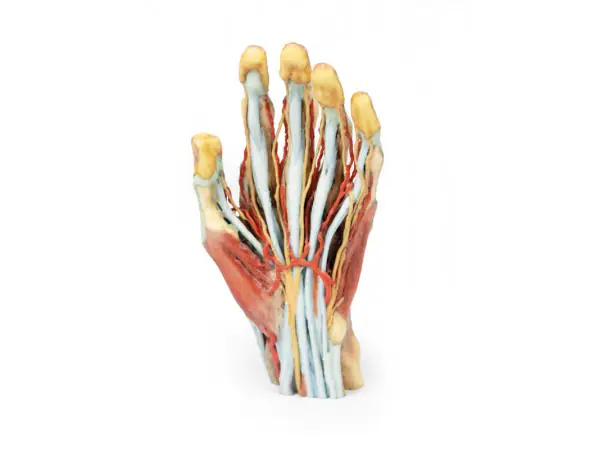 Hand, 3D Print