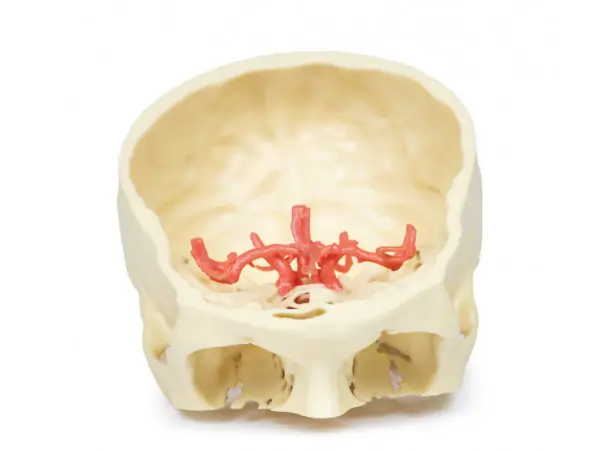 Cirkel van Willis, 3D Print