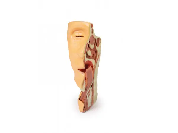 Dissectie Gezicht & Nek - Fossa Infratemporalis, 3D Print