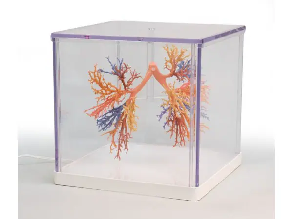 Bronchiale Boom, 3D Print