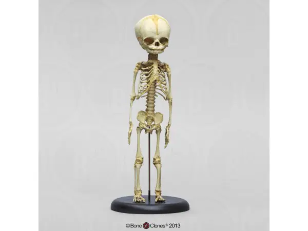 Foetus skelet, vaste montage