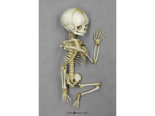 Foetus skelet, beweeglijk gemonteerd