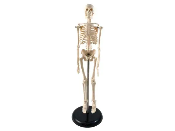Mini Skelet Model 42 cm