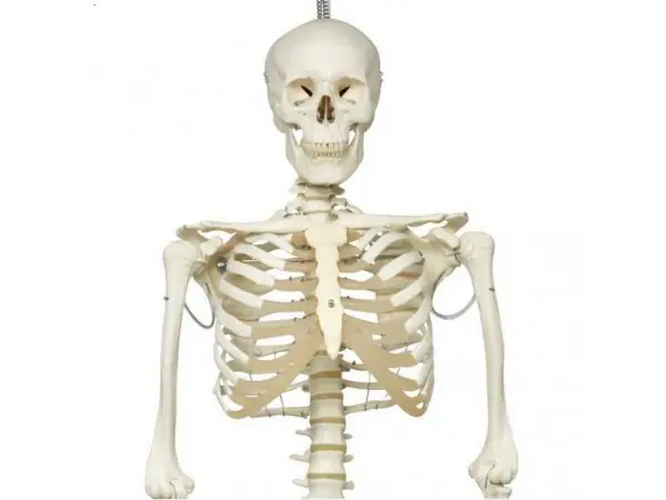 Skelet fysiologisch model